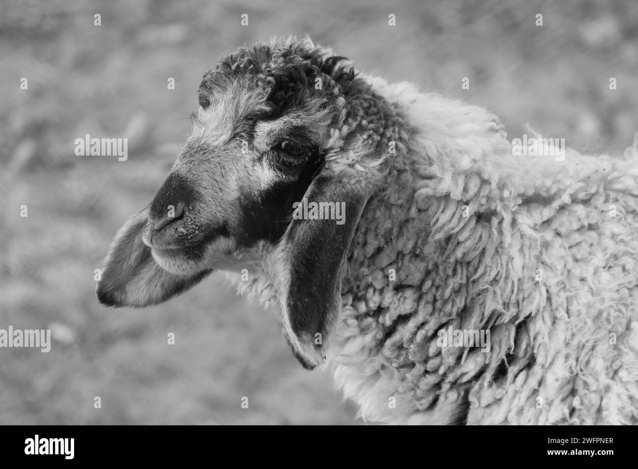 Eine Graustufe eines Schafes mit sehr langer Wolle Stockfoto