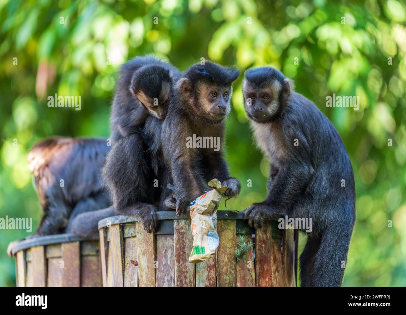 Affen aus der Stadt suchen sich aufmerksam durch die Mülltonnen für Essen Stockfoto