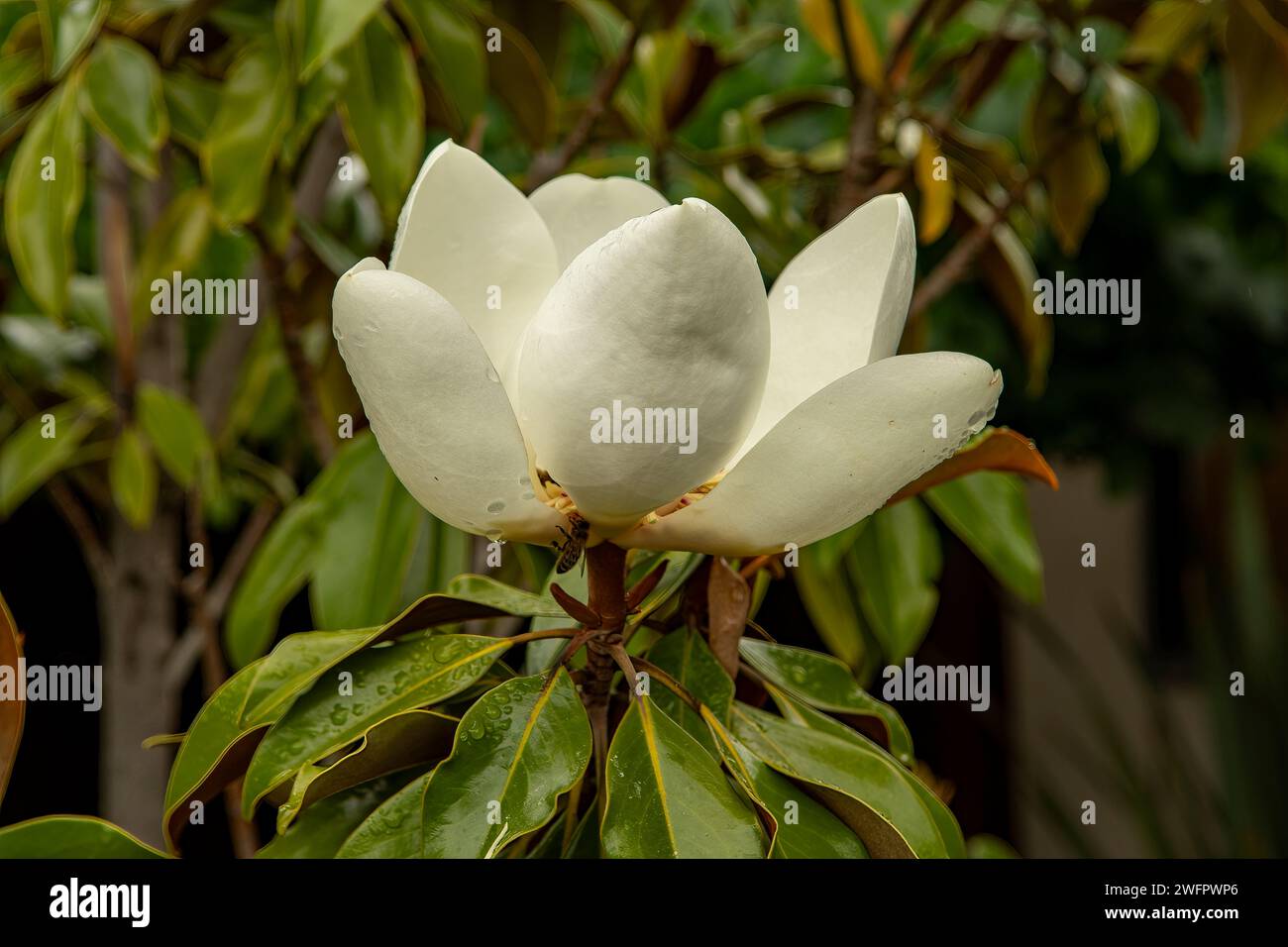 Magnolia grandiflora Teddybär Stockfoto