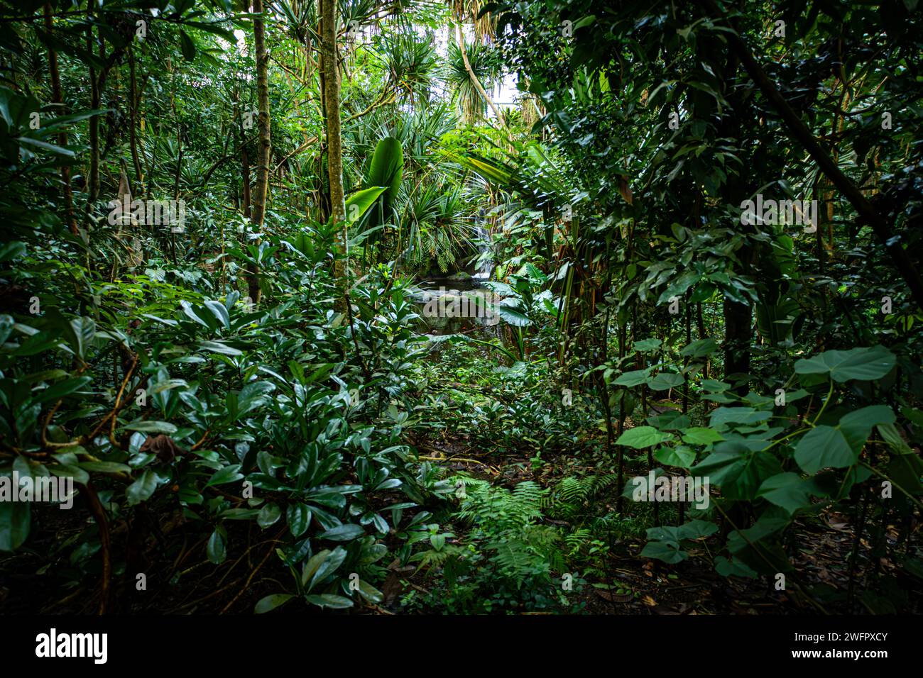 Masoala Rainforest Zoo Zürich Stockfoto