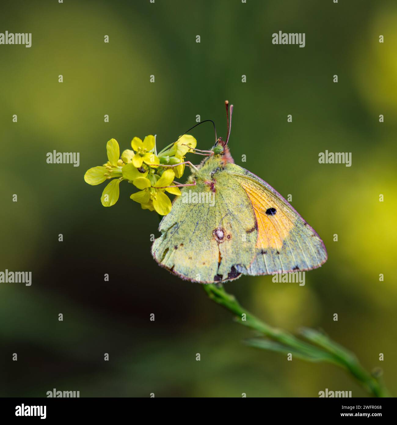 Gelber Schmetterling und grüner Hintergrund. Makroansicht eines Schmetterlings auf einer gelben Blume. Geeignet für Schmetterlings- und Naturaufnahmen Stockfoto