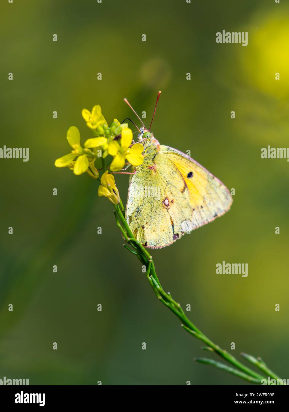 Gelber Schmetterling und grüner Hintergrund. Makroansicht eines Schmetterlings auf einer gelben Blume. Geeignet für Schmetterlings- und Naturaufnahmen Stockfoto