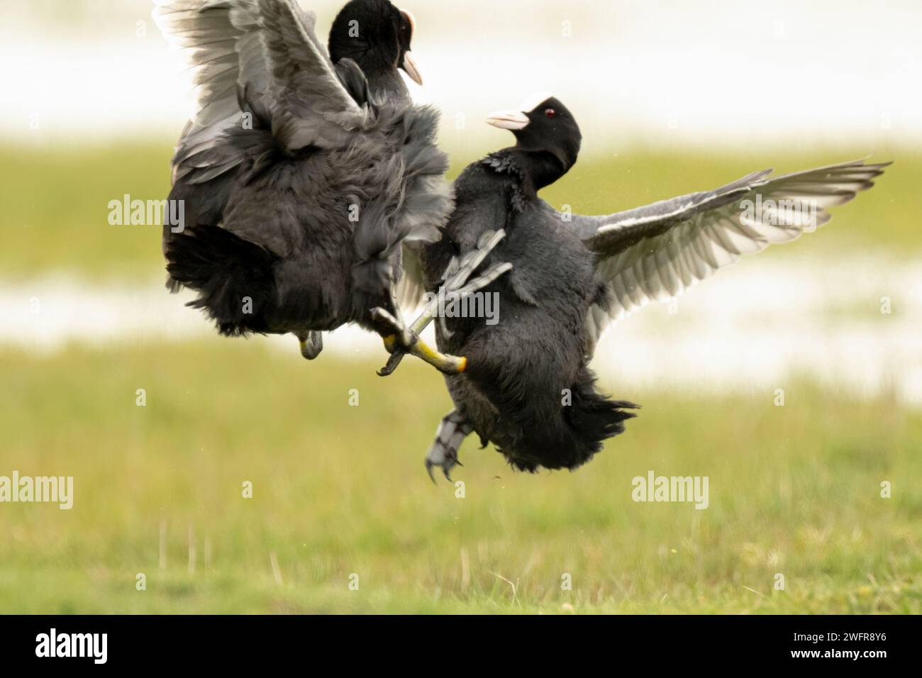 Im Elmley Nature Reserve vor der Küste von Kent wurden BILDER von vier paarweise aneinandergereihten Hähnen gemacht. Stockfoto