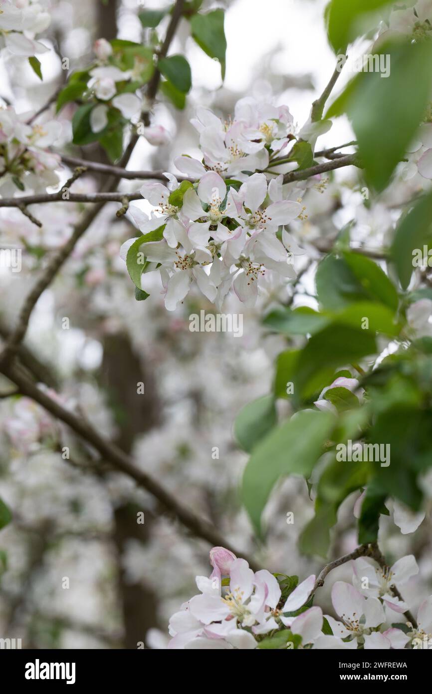 Wildapfel, Wilder Apfel, Holz-Apfel, Wildapfel, Holzapfel, europäischer Wildapfel, Krabapfel, Blüte, Blüten, blühend, Malus sylvestris, Wildkrabbe, EU Stockfoto