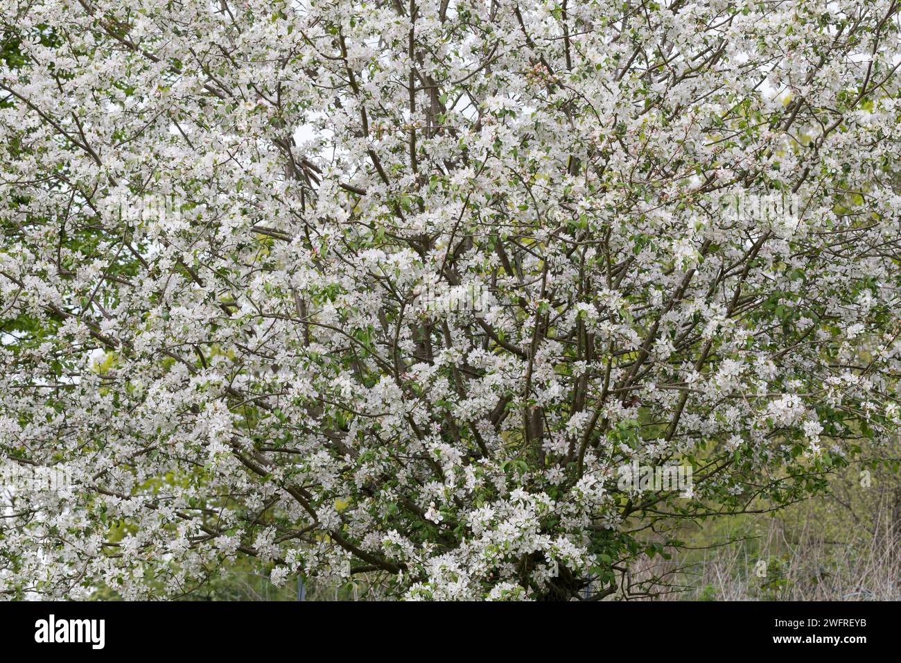 Wildapfel, Wilder Apfel, Holz-Apfel, Wildapfel, Holzapfel, europäischer Wildapfel, Krabapfel, Blüte, Blüten, blühend, Malus sylvestris, Wildkrabbe, EU Stockfoto