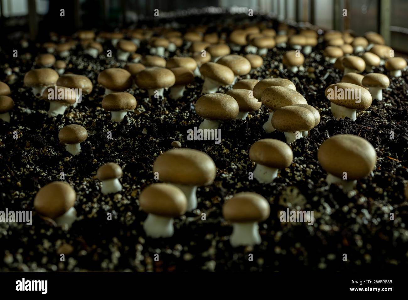 Portobello-Pilze (Agaricus brunnescens) sind eine köstliche Sorte von Kulturpilzen, sie stammen aus derselben Familie wie der weiße Pilz (Agari) Stockfoto
