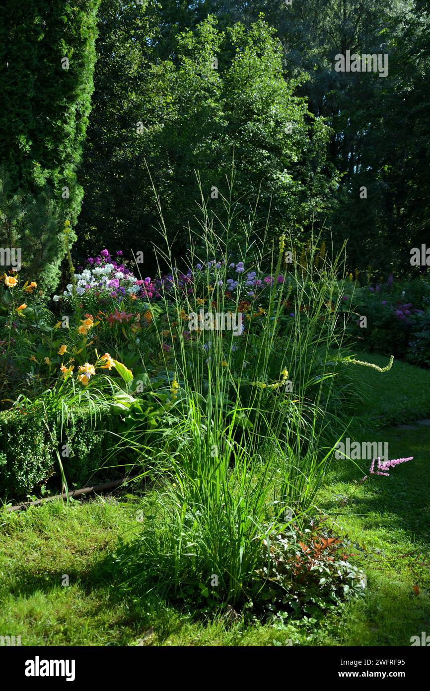 Das runde Blumenbeet ist eine komplexe Komposition aus Getreide und Blumen auf dem Rasen Stockfoto