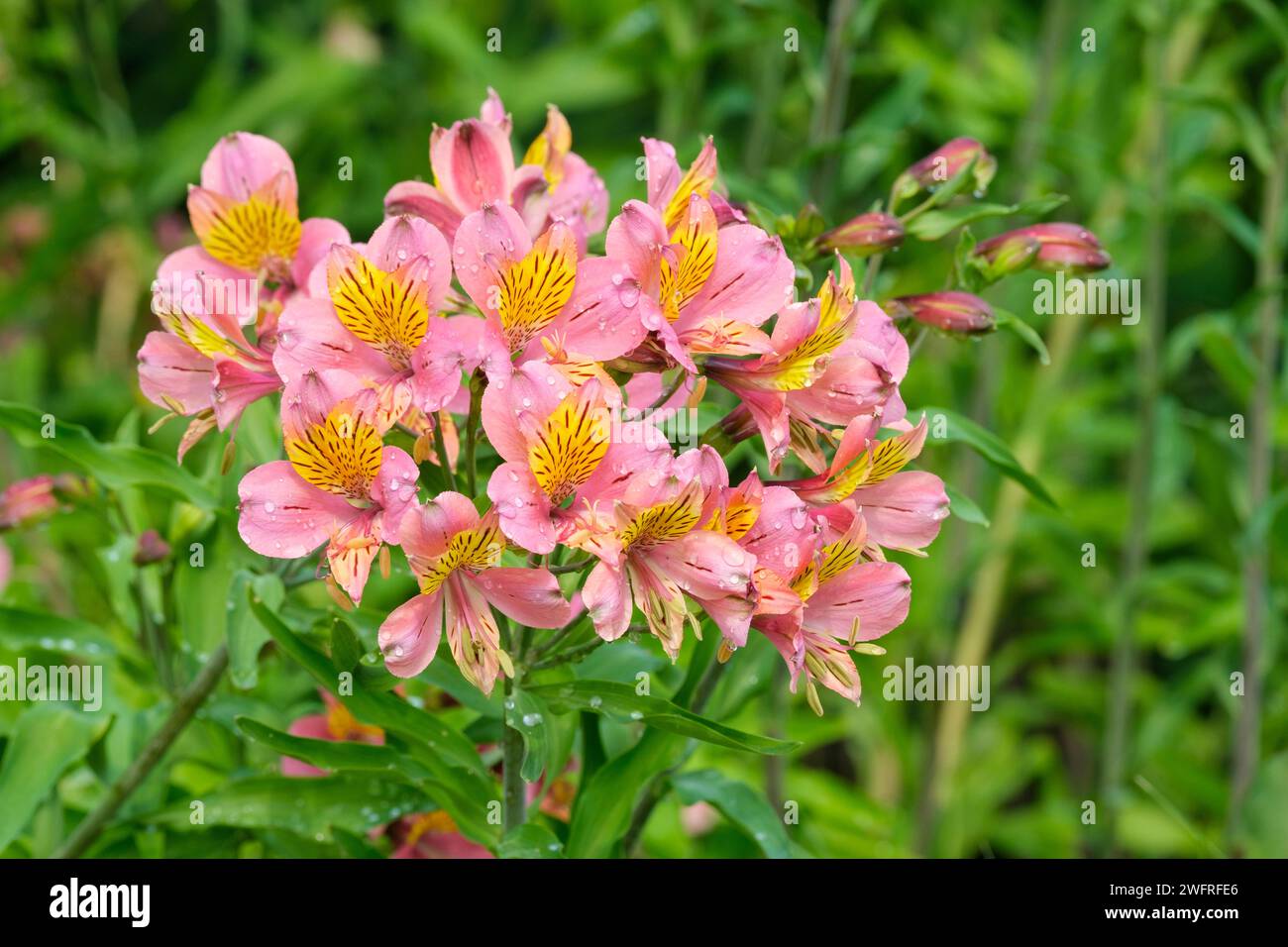 Alstroemeria gestreifter Vogel, peruanische Lilie gestreifter Vogel, dunkelrosa Blüten mit braunen Streifen auf gelben Blättern Stockfoto