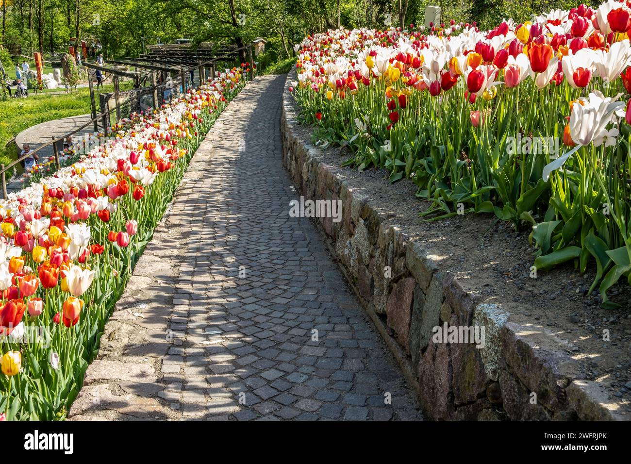 Blick auf den berühmten Trauttmansdorff-Garten in Meran mit Tulpen im Vordergrund. Meran, Provinz Bozen, Südtirol, Trentino Südtirol, Nort Stockfoto