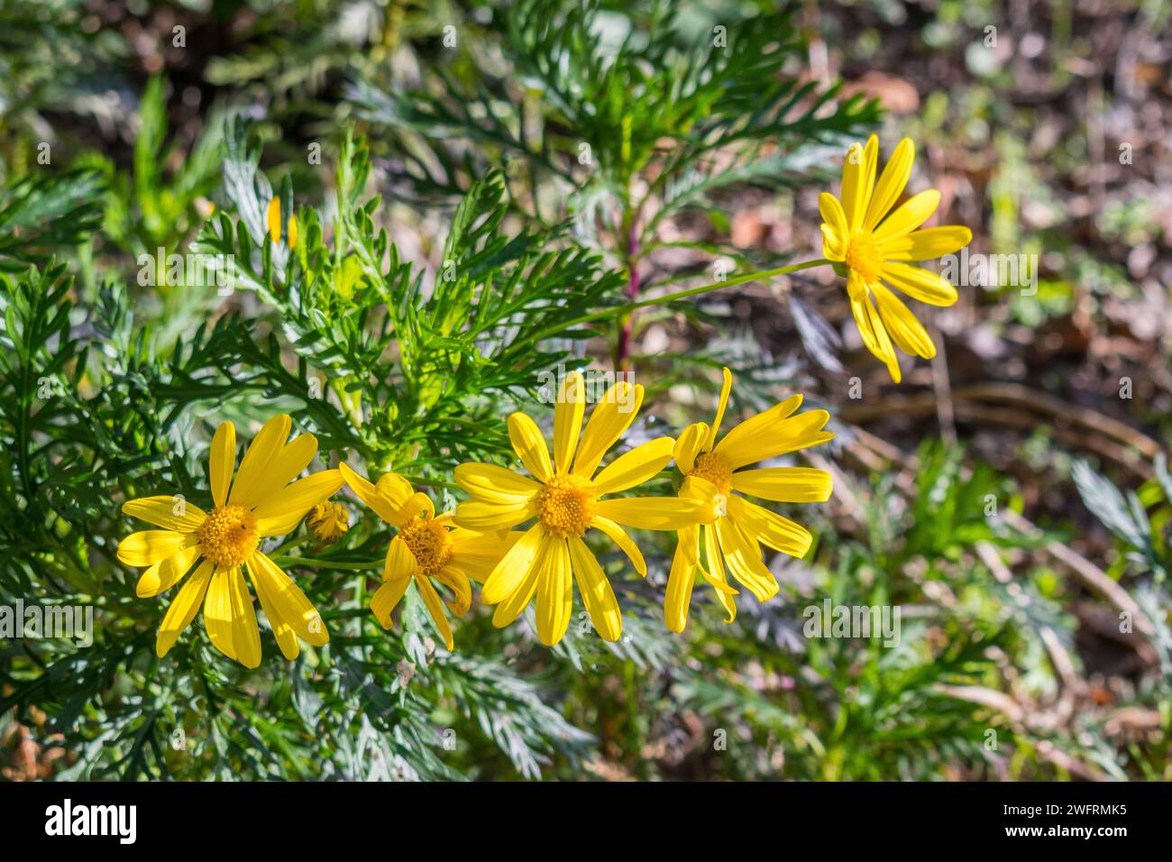 Euryops Pectinatus Blüte mit gelber Blüte Stockfoto