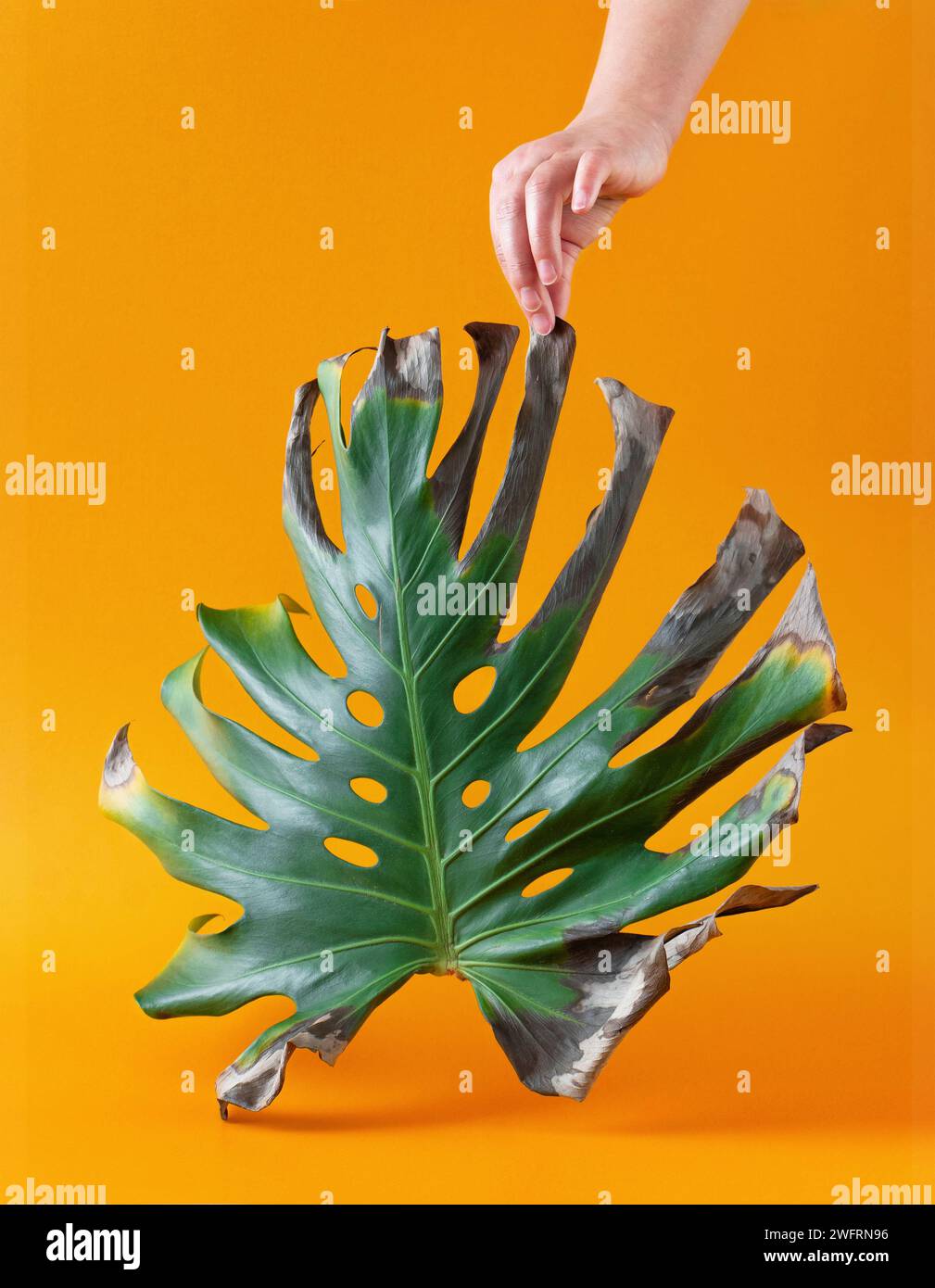 Getrocknetes Monsterablatt in der Frauenhand auf orangem Hintergrund. Kreative, stilvolle Komposition. Stockfoto