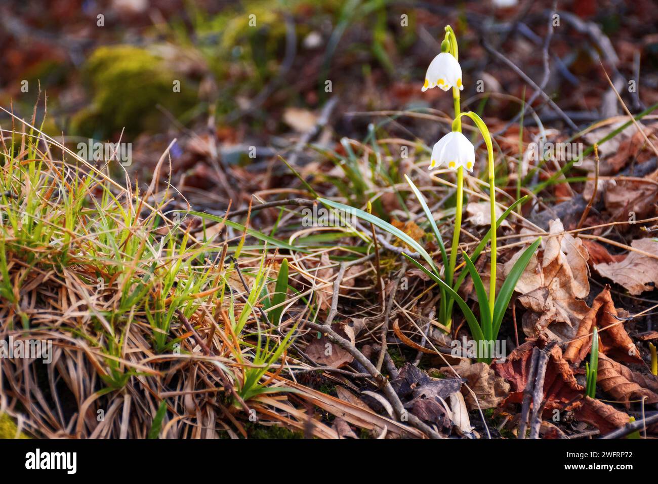 Schneeflocken blühen im Wald. Warmes, sonniges Wetter im märz. Wunderschöner Natur Hintergrund Stockfoto