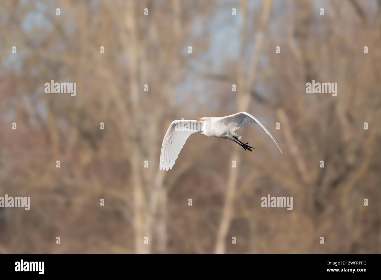 Reiher (Ardea alba) im Flug in den Himmel, Unterrhein, Elsass, Grand Est, Frankreich, Europa Stockfoto