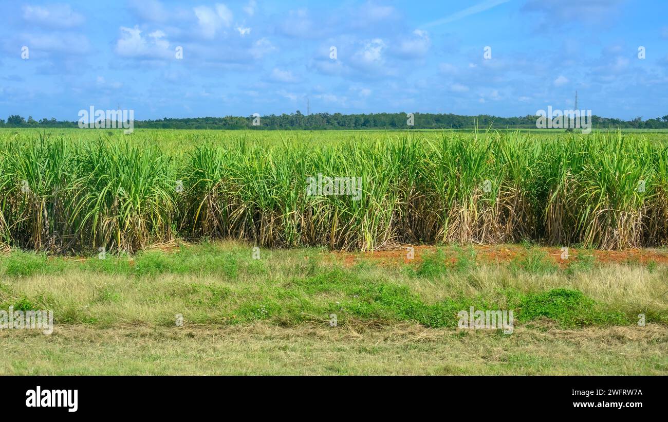 Zuckerrohr Feld in Kuba Stockfoto