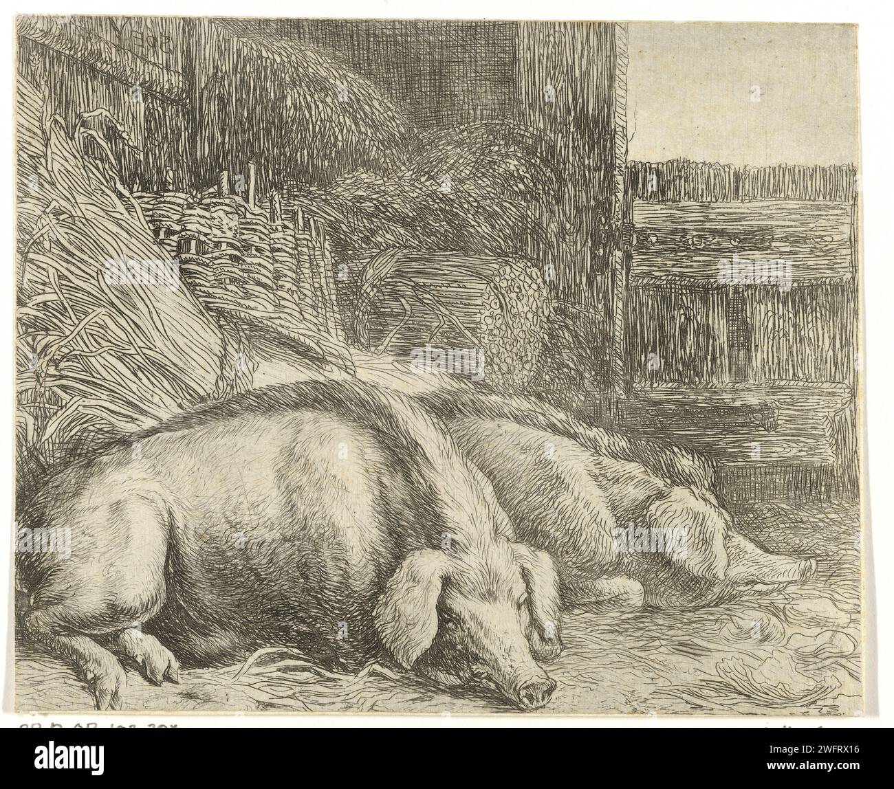 Zwei Schweine, 1610 - 1653 drucken zwei schlafende Schweine in einem Stall mit Stroh. Trockenpunkt/Ätzschwein aus Papier in den unteren Ländern Stockfoto