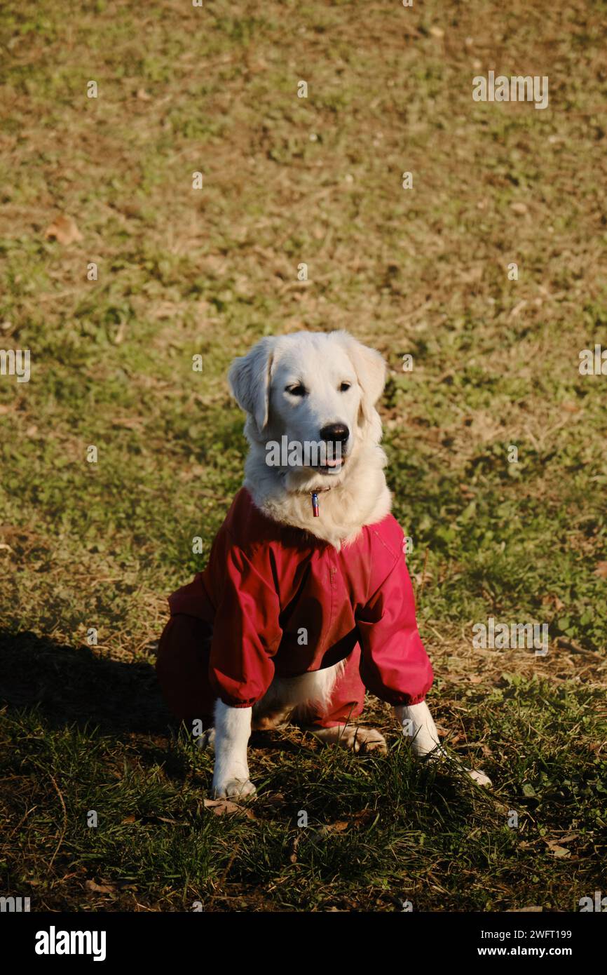 An einem sonnigen Tag sitzt ein goldener Retriever auf der grünen Wiese im Park, mit Blick von vorne. Der freundliche, fröhliche Hund draußen hat Spaß. Ein Haustier in einem Protekti Stockfoto