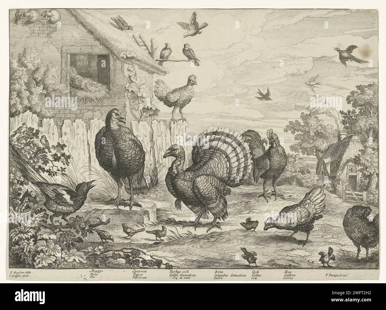 Geflügel, Jan Clerk (I), nach Francis Barlow, 1655 - 1718 drucken Geflügel auf einem Bauernhof und einem Taubenritt. Im Vordergrund sind ein truthahn, eine Reihe von Hühnern, ein Hahn und anderes Geflügel abgebildet. Am Rande sind die Namen der Vögel in Englisch, Lateinisch und Französisch. Papierätzung / Gravur Walker und Läufer Vögel. Vögel Stockfoto