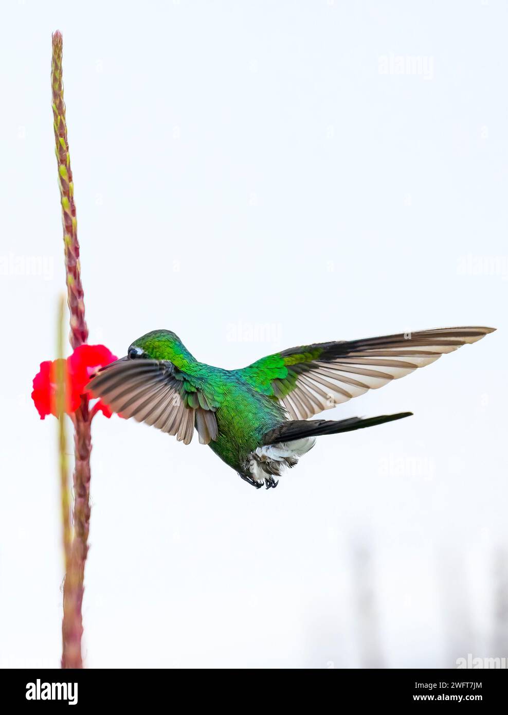 Kolibri oder Mellisuga helenae Stockfoto