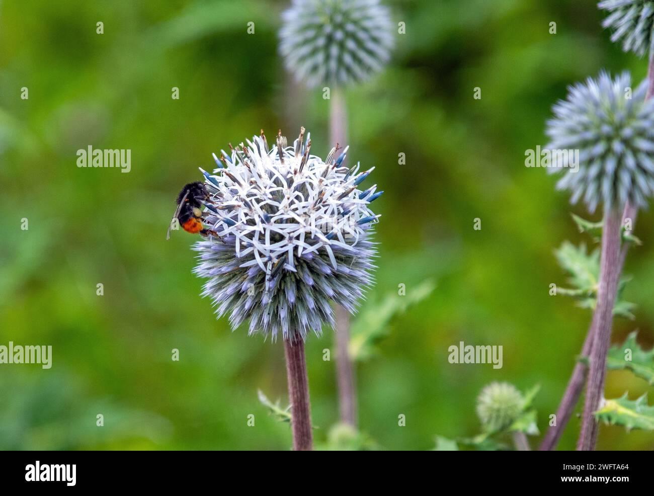 Hummel bestäubt die große Globus-Distel, Bombus, Echinops Stockfoto