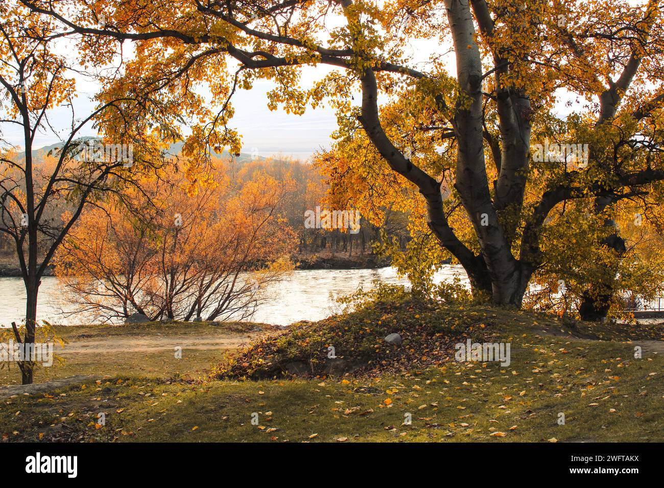 Herbstwald und Fluss, gelbe Blätter in den Bäumen, sonniger Herbsttag Stockfoto