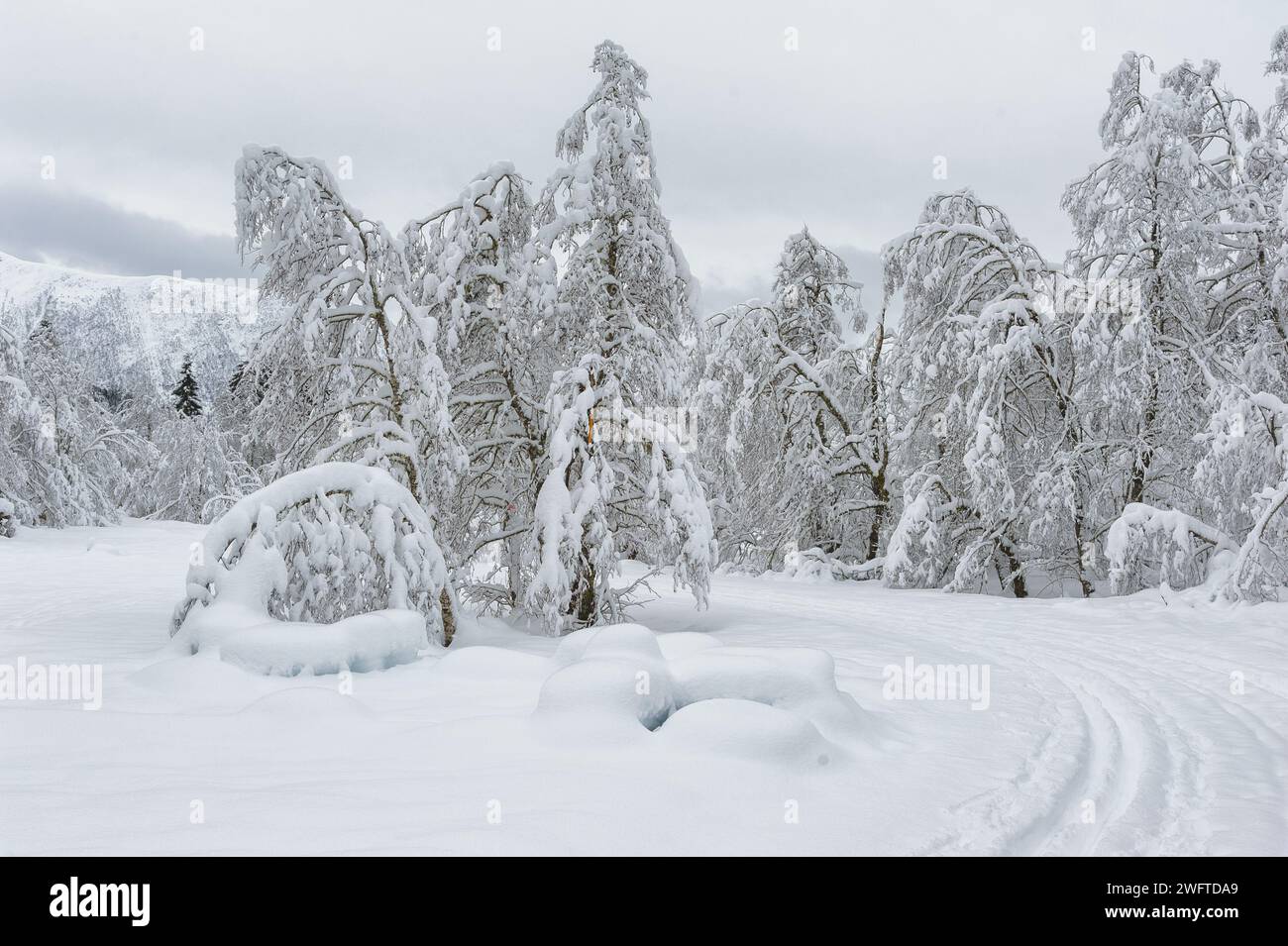 Der Wald verwandelt sich in ein weißes Wunderland, da Schnee die Bäume stark bedeckt und den Boden bedeckt. Eine Skipiste, die vorbeizieht Stockfoto