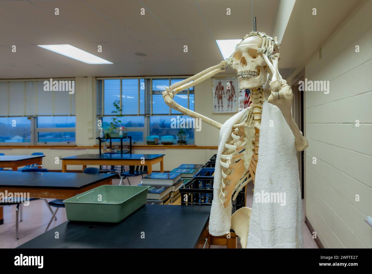 Skelett mit weißem Handtuch über den Schultern und Emotionen mit beiden Händen auf dem Kopf, als ob sie Stress, Unglauben oder Sorgen zeigen. Stockfoto