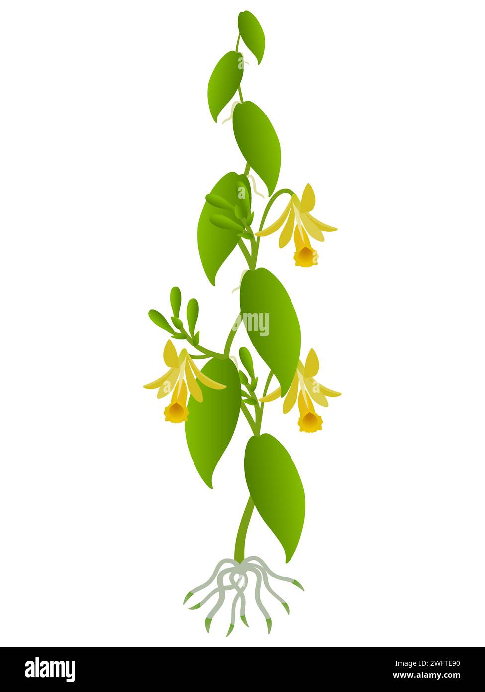 Vanilla planifolia Pflanze mit Blüten auf weißem Hintergrund. Stock Vektor