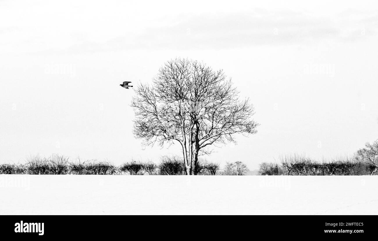 Einsamer Baum auf Einem schneebedeckten Feld Stockfoto