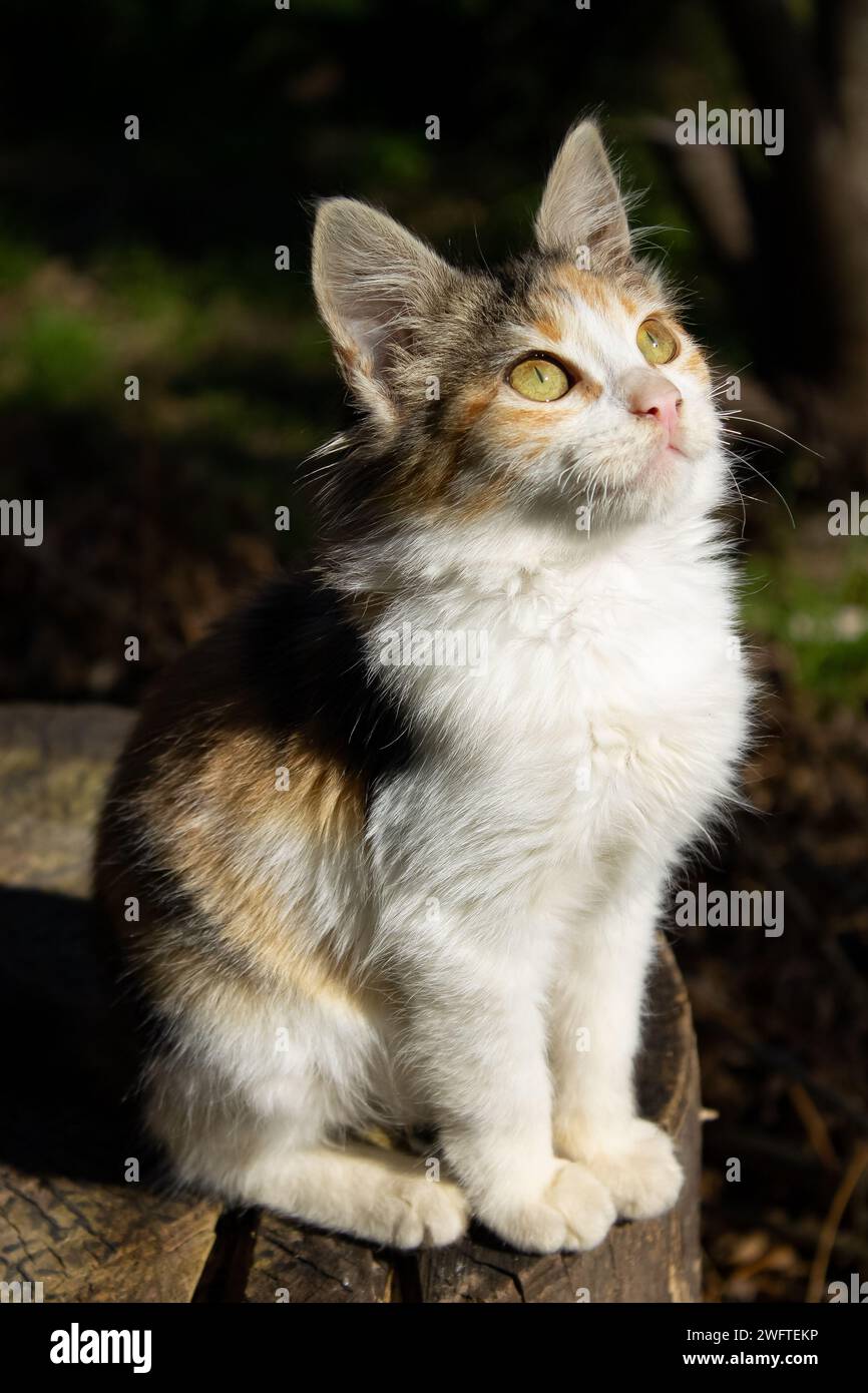 Eine vertikale Aufnahme einer süßen, flauschigen Katze mit auffälligen grünen Augen Stockfoto