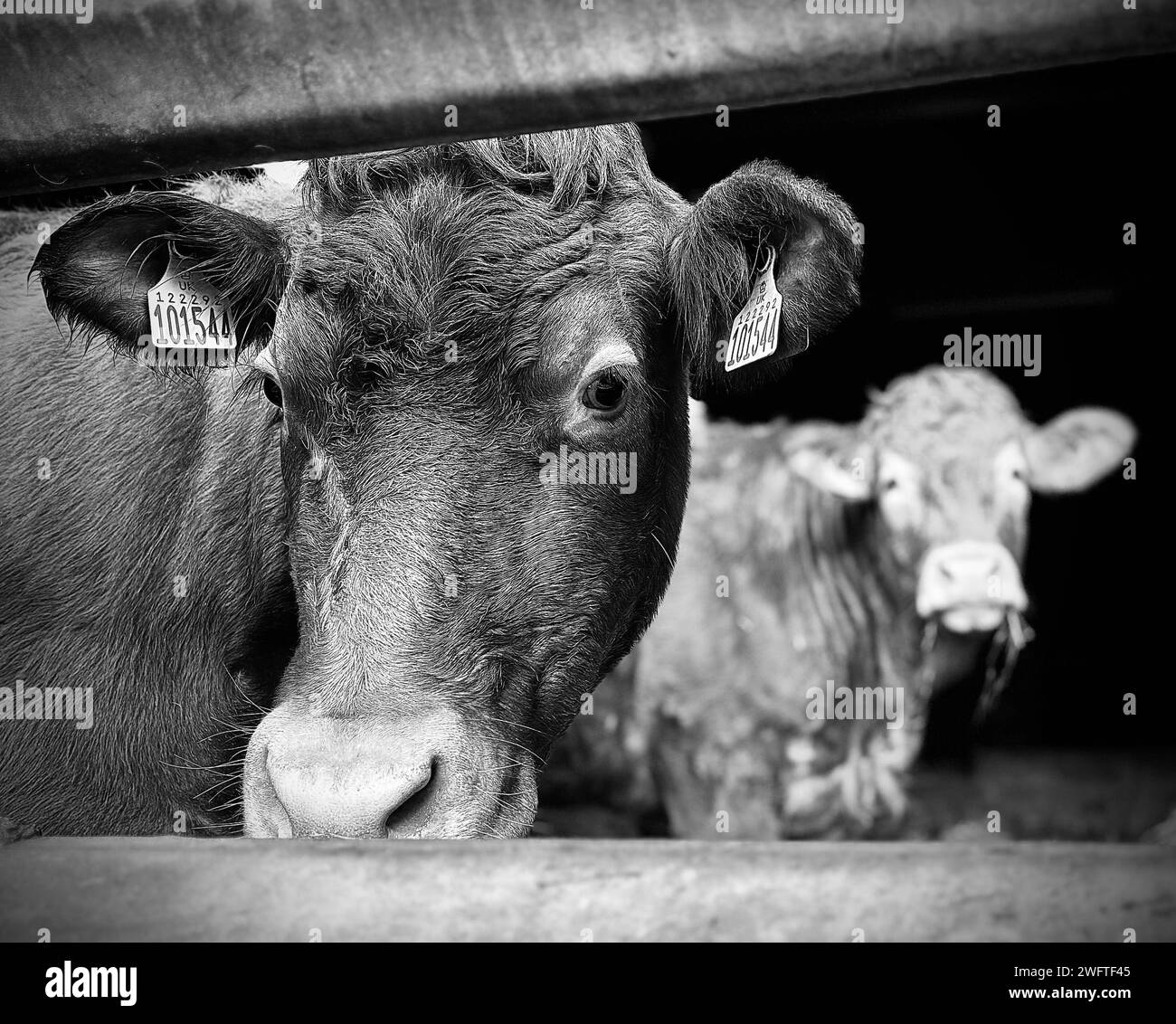 Limousin Kühe auf einem Bauernhof in North Yorkshire, Großbritannien. Ich Danke James Hind/Alamy. Stockfoto