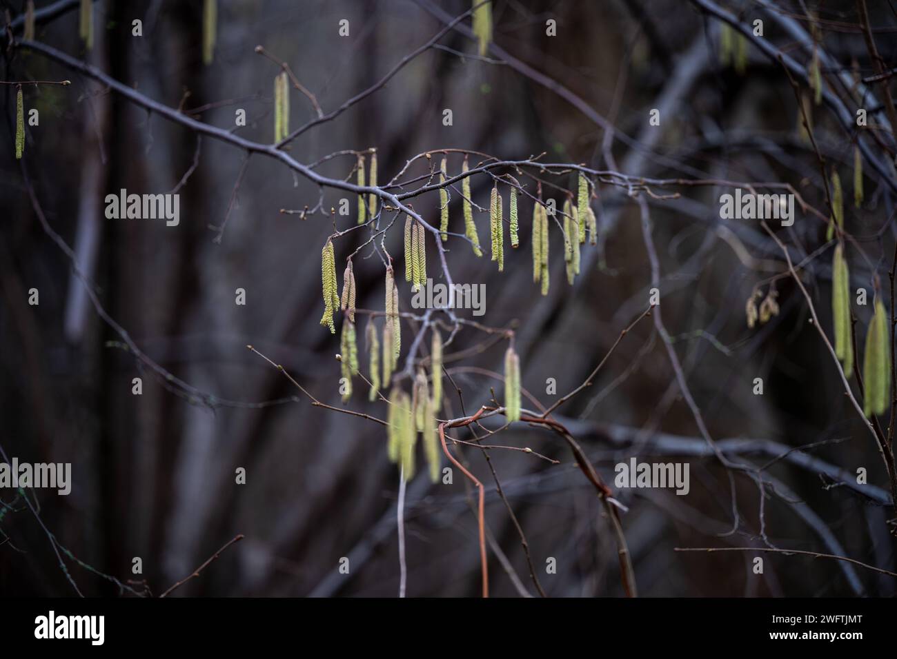 Heuschnupfen Alarm , Natur, 01.02.2024, Grüne Kätzchen, die von den Ästen eines Baumes hängen, mit einem unscharfen, dunkler Wald im Hintergrund. Zu den häufigsten Heuschnupfen-Verursachern zählen: Hasel, Birke, Erle, Esche, Gräser, Roggen, Beifuß, Ambrosia *** Heufieber Alert , Nature, 01 02 2024, Grüne Katzinen hängen an den Ästen eines Baumes mit einem verschwommenen, dunklen Wald im Hintergrund die häufigsten Heufieber-Täter sind Haselnuss, Birke, Erle, Asche, Gräser, Roggen, Beifuß, Ragweed Stockfoto