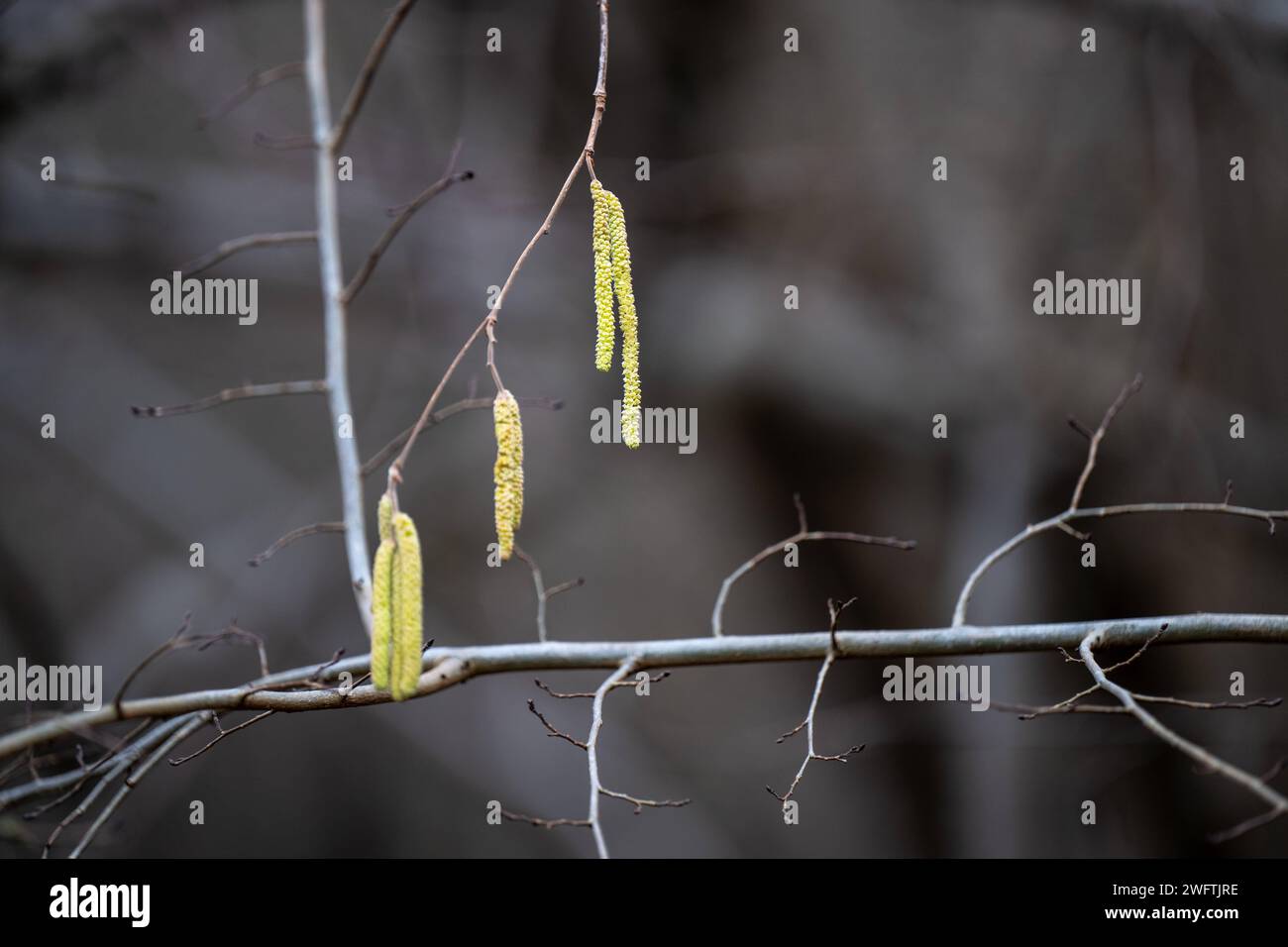 Heuschnupfen Alarm , Natur, 01.02.2024, Grüne Kätzchen, die von den Ästen eines Baumes hängen, mit einem unscharfen, dunkler Wald im Hintergrund. Zu den häufigsten Heuschnupfen-Verursachern zählen: Hasel, Birke, Erle, Esche, Gräser, Roggen, Beifuß, Ambrosia *** Heufieber Alert , Nature, 01 02 2024, Grüne Katzinen hängen an den Ästen eines Baumes mit einem verschwommenen, dunklen Wald im Hintergrund die häufigsten Heufieber-Täter sind Haselnuss, Birke, Erle, Asche, Gräser, Roggen, Beifuß, Ragweed Stockfoto