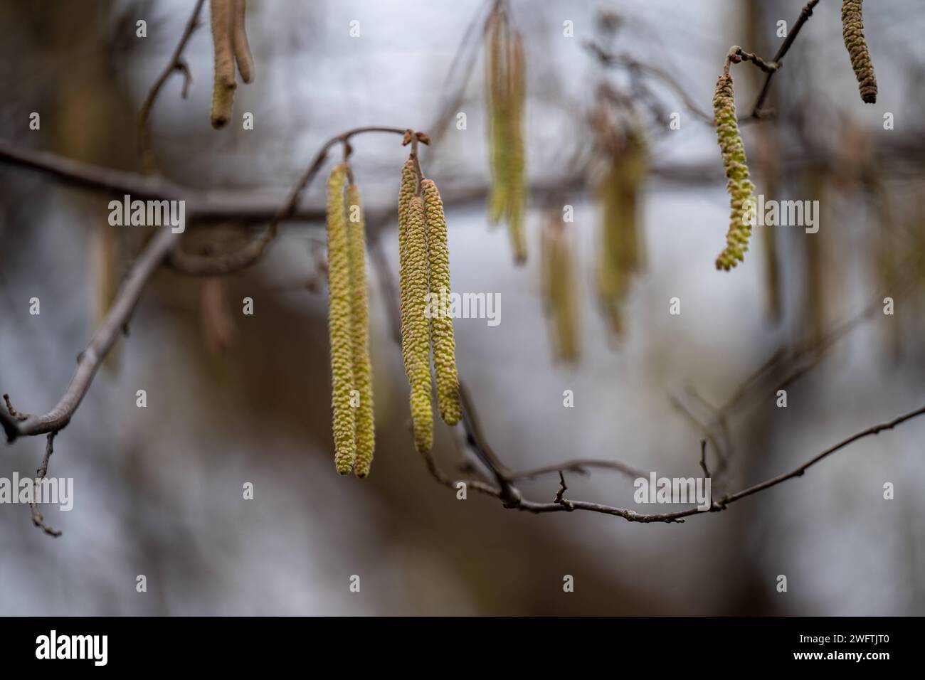 Heuschnupfen Alarm , Natur, 01.02.2024, Grüne Kätzchen, die von den Ästen eines Baumes hängen, mit einem unscharfen, dunkler Wald im Hintergrund. Zu den häufigsten Heuschnupfen-Verursachern zählen: Hasel, Birke, Erle, Esche, Gräser, Roggen, Beifuß, Ambrosia *** Heufieber Alert , Nature, 01 02 2024, Grüne Katzinen hängen an den Ästen eines Baumes mit einem verschwommenen, dunklen Wald im Hintergrund die häufigsten Heufieber-Täter sind Haselnuss, Birke, Erle, Asche, Gräser, Roggen, Beifuß, Ragweed Stockfoto