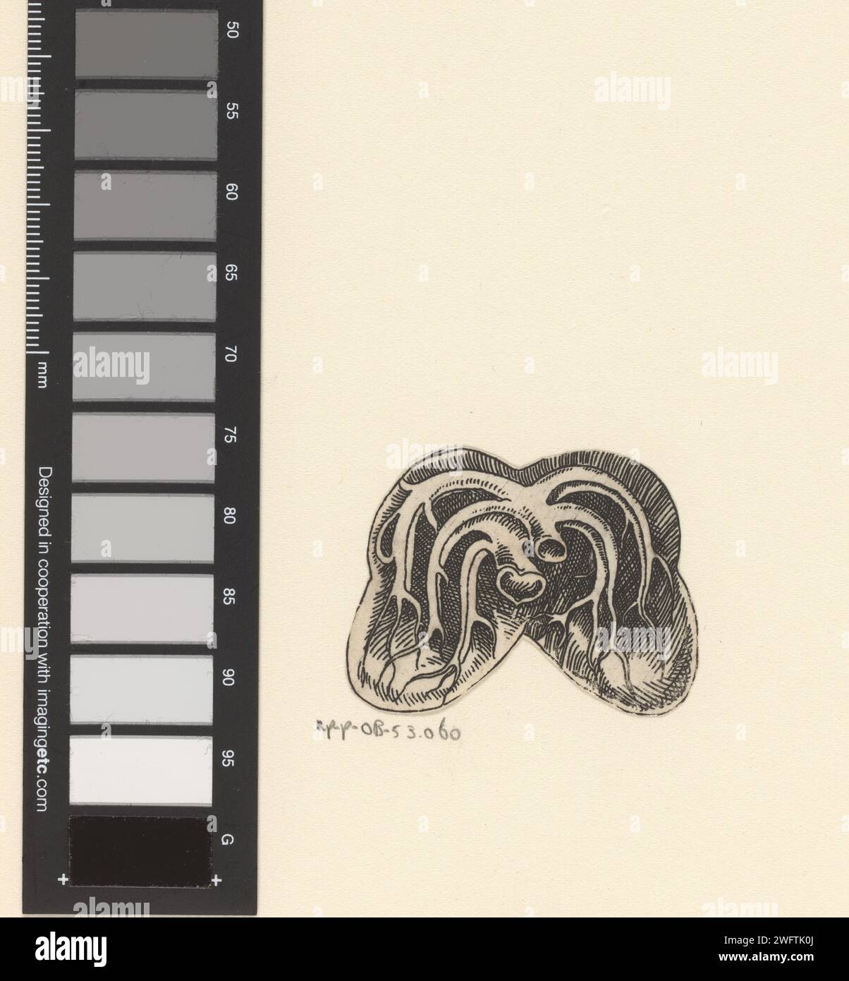 Querschnitt Longen, Lucas Kilian, 1589 - 1637 Print Print ist an den äußeren Kanten der Show abgeschnitten. Papierätzung Lunge, Bronchien Stockfoto