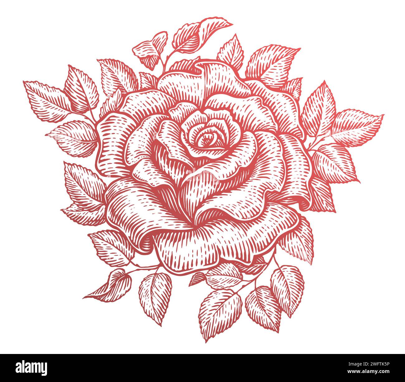 Rose mit Blättern. Gartenblume. Handgezeichnete Vintage-Skizze Vektor-Illustration Stock Vektor