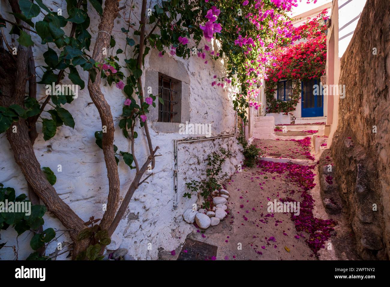 Gasse mit Blumenblättern auf dem Boden im hübschen Dorf Krista, Kreta Stockfoto