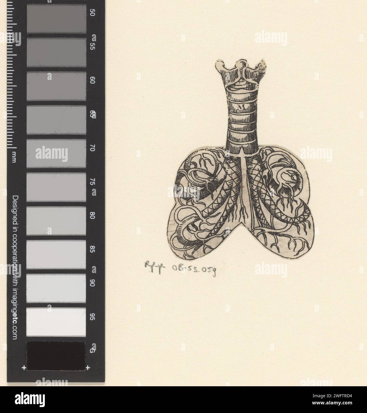 Querschnitt von Luftröhre und Lungen, Lucas Kilian, 1589 - 1637 Druck Druck die äußeren Kanten der Show sind abgeschnitten. Papierätzung Lunge, Bronchien Stockfoto