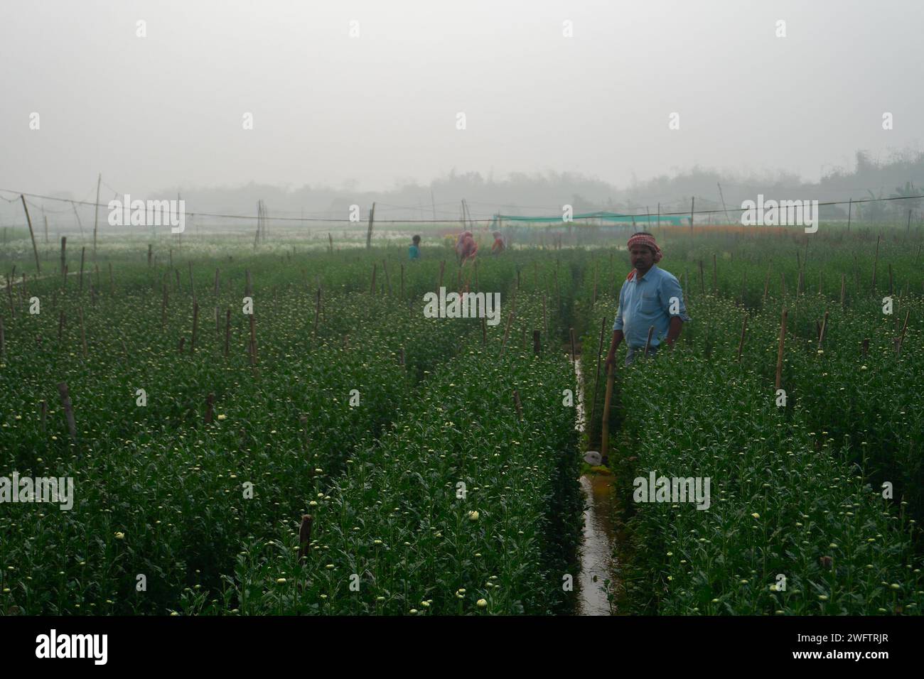 Khirai, Westbengalen, Indien - 23.01.23 : Farmer Nurturing angehende Chrysanthemen, Chandramalika, Chandramallika, Mütter, Chrysanthen, Gattung Chrysantheme. Stockfoto