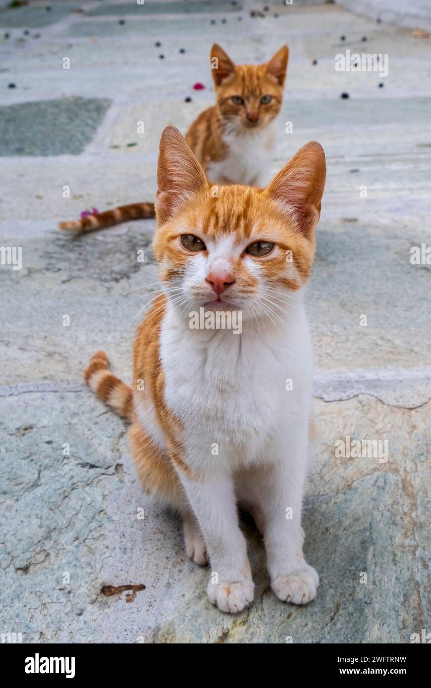 Ginger und weiße Straßenkatzen suchen Aufmerksamkeit auf Kreta, Griechenland Stockfoto