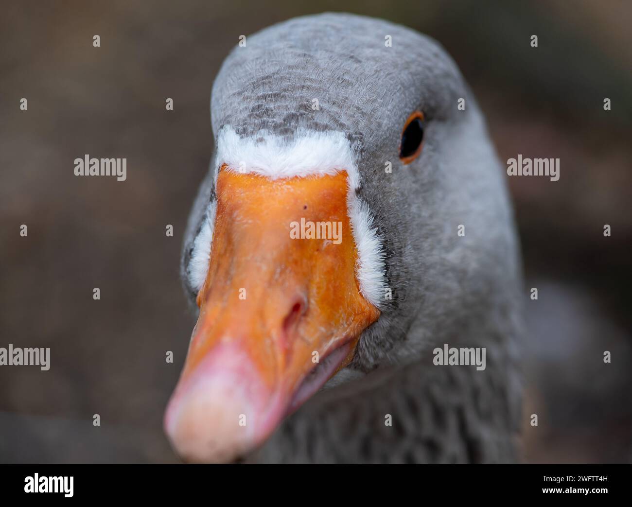 Graugänse im Black Park in Wexham, Buckinghamshire. Die RSPB sagt, dass „der Greylag, der Vorfahren der meisten einheimischen Gänse, die größte und sperrigste der Wildgans ist, die in Großbritannien und Europa beheimatet sind. In vielen Teilen des Vereinigten Königreichs wurde es durch die Freisetzung von Vögeln in geeigneten Gebieten wiederhergestellt. Stockfoto