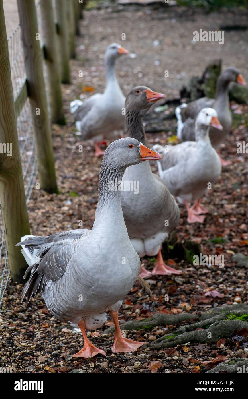 Graugänse im Black Park in Wexham, Buckinghamshire. Die RSPB sagt, dass „der Greylag, der Vorfahren der meisten einheimischen Gänse, die größte und sperrigste der Wildgans ist, die in Großbritannien und Europa beheimatet sind. In vielen Teilen des Vereinigten Königreichs wurde es durch die Freisetzung von Vögeln in geeigneten Gebieten wiederhergestellt. Stockfoto