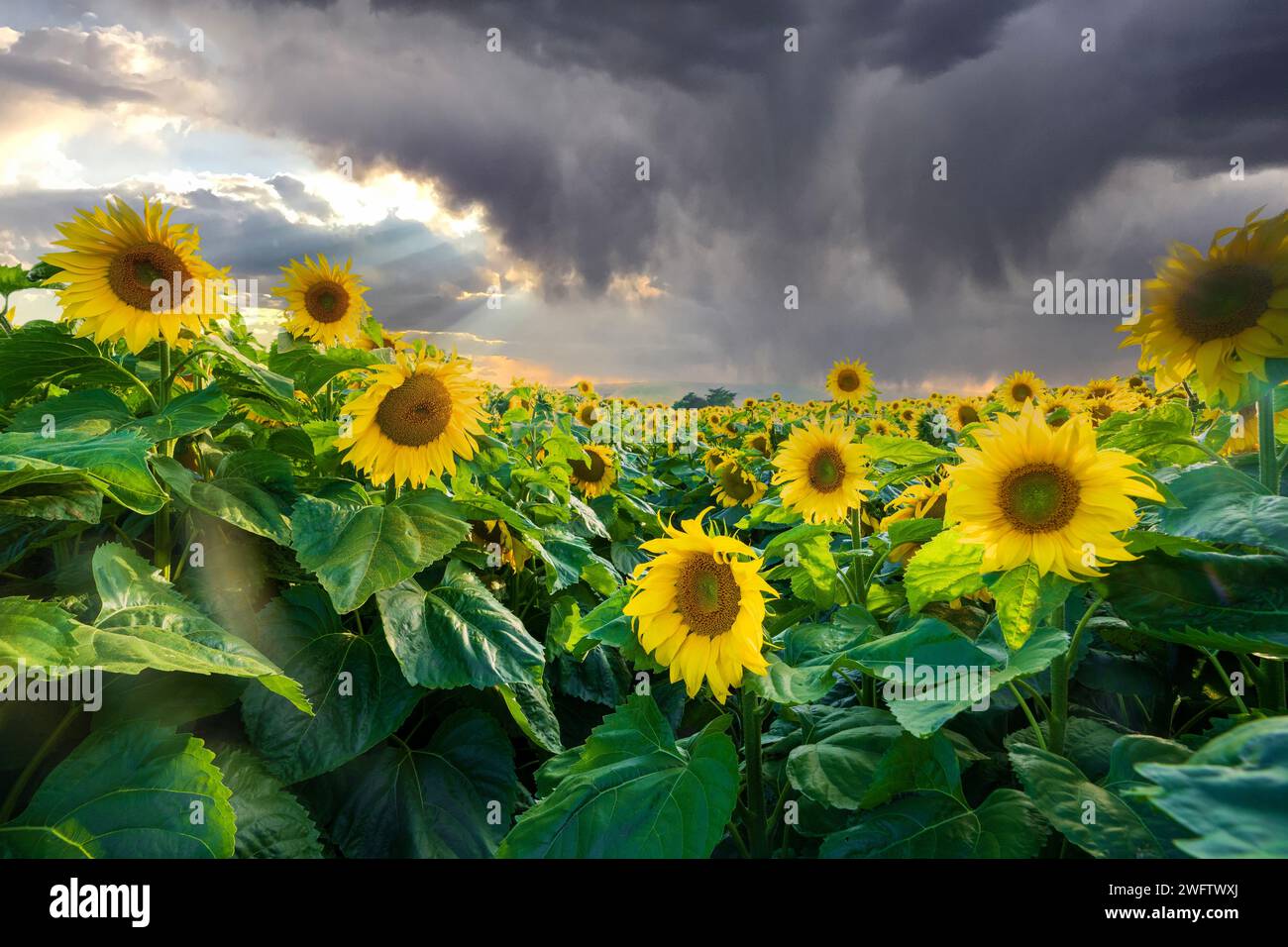 Sunflowers-Helianthus. Stockfoto