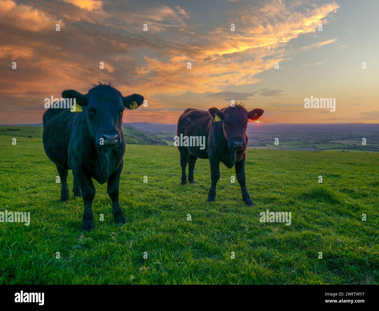 Cows-Bos Taurus durchstreifen die Landschaft der South Downs bei Sonnenuntergang am Devil's Dyke in der Nähe von Brighton in West Sussex, England. UK Stockfoto