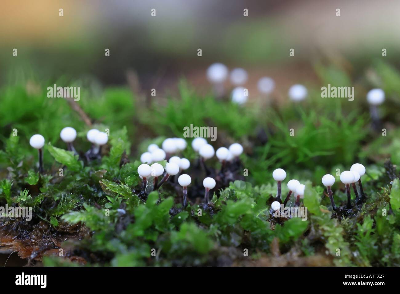 Lamproderma columbinum, eine Schleimform aus Finnland, kein gebräuchlicher englischer Name Stockfoto