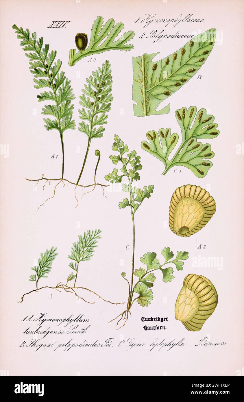 Botanische Vintage-Illustration aus einem deutschen Buch aus dem 19. Jahrhundert mit verwittertem beigem Hintergrund, der den Lauf der Zeit widerspiegelt. Ca 1880 Stockfoto