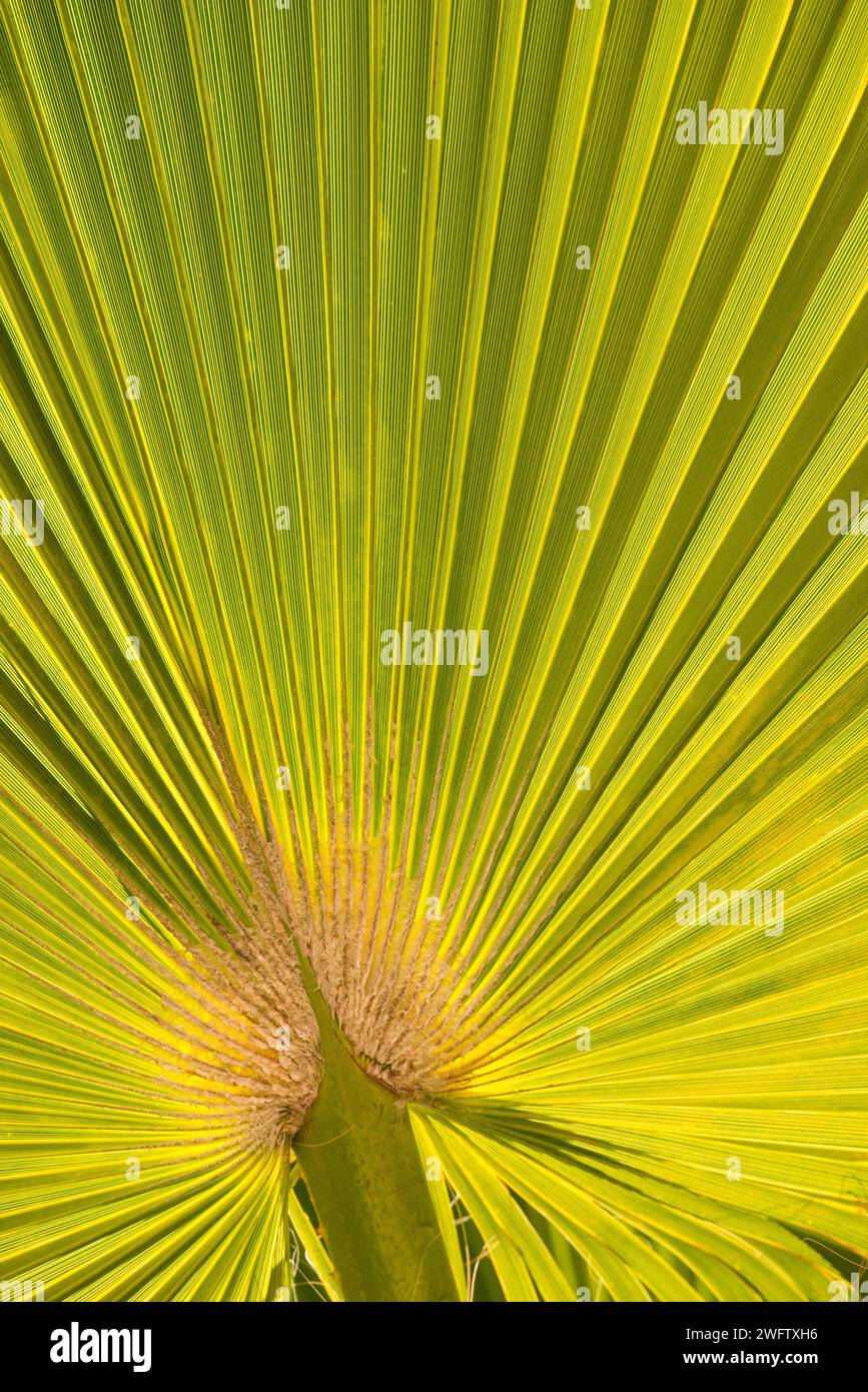 Sonnendurchflutetes Palmblatt in Fächerform mit markanter Textur und Schattenspiel der Blattadern, mexikanische Fächerpalme (Washingtonia robusta), Fächerpalme, Nahaufnahme Stockfoto