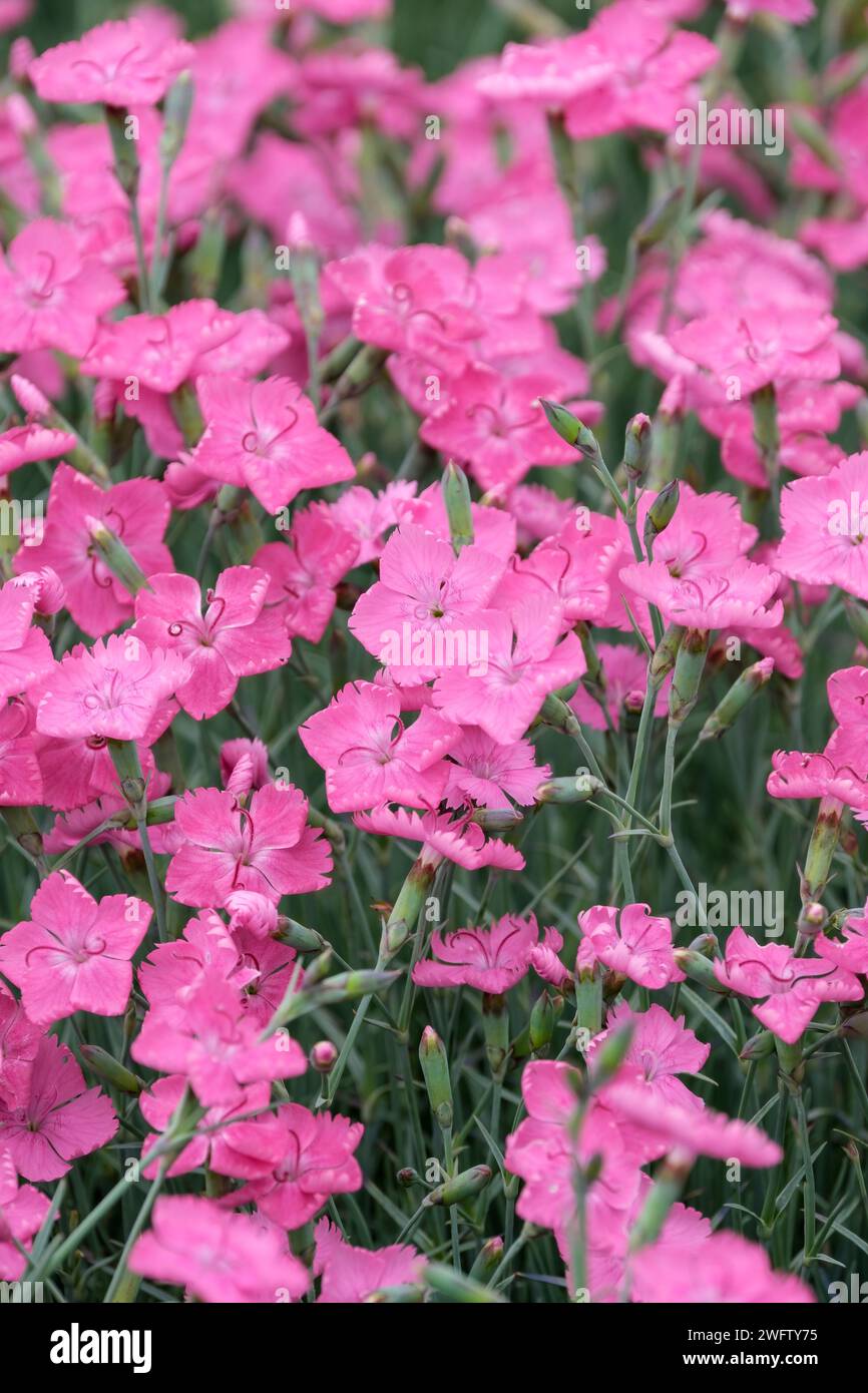 Dianthus Freda Woodliffe, rosa Freda Woodliffe, tiefrosa Blüten im Spätherbst/Frühsommer Stockfoto