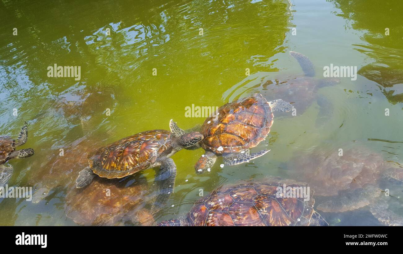 Meeresschildkrötenschutz in Sansibar - Grüne Meeresschildkröte im Jozani Sea Turtle Sanctuary Stockfoto