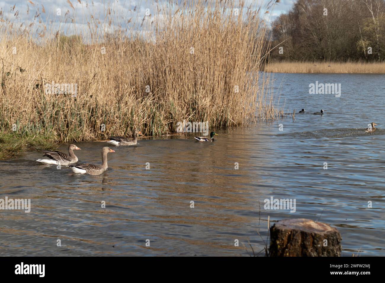 Vögel auf einem See Stockfoto