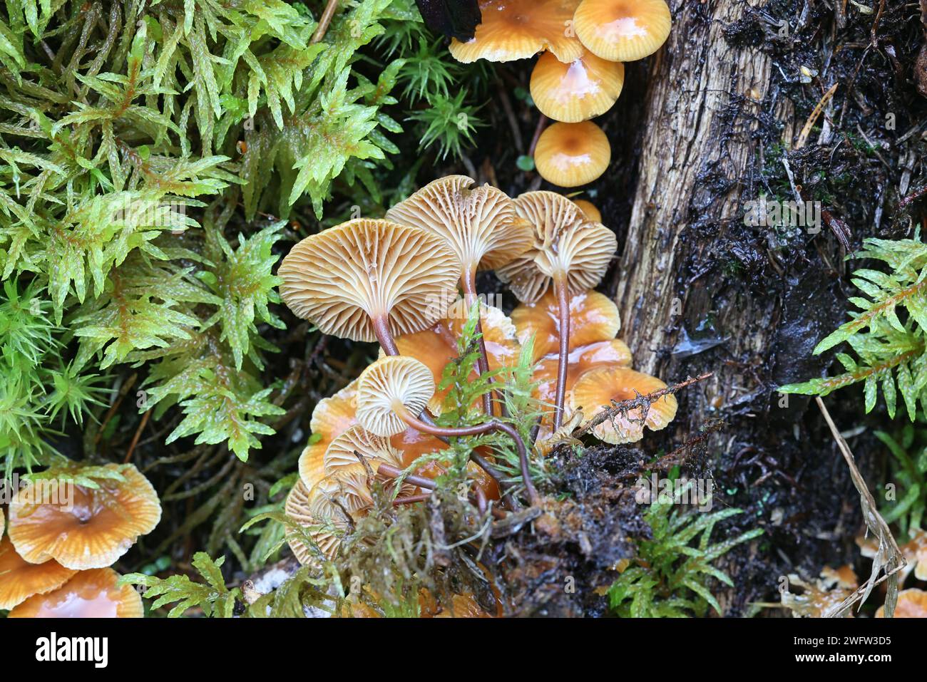 Xeromphalina campanella, bekannt als der Kiefernschwanz, Goldtrompete oder die Glocke omphalina, wilder Pilz aus Finnland Stockfoto